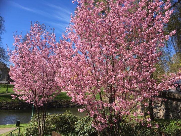 Skaenninge Stadshotell Bagian luar foto